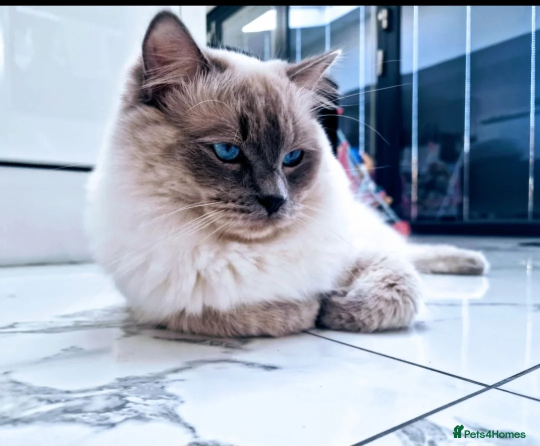 Ragdoll cats for stud: Blue Point Champion Line GCCF Registered Stud in Maidstone - Advert 6