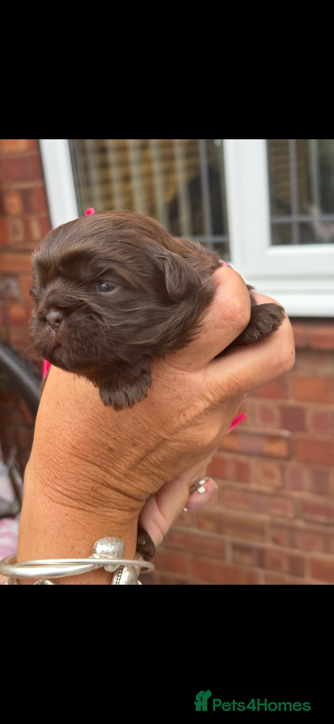 Shih Tzu dogs for sale: Imperial shih tzu puppies - Image 4