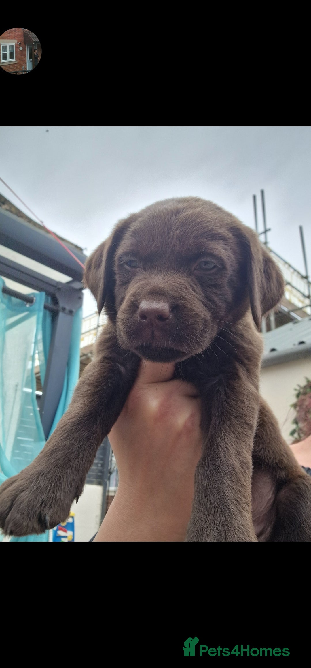 Labrador Retriever dogs for sale: KC REGISTERED CHOCOLATE LABRADOR  - Image 15
