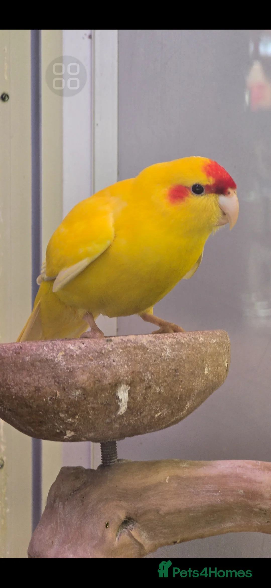 Cockatiels birds for sale: Young Cockatiels & Kakarikies For Sale - Advert 15