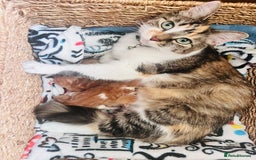 Maine Coon cats for sale: Beautiful Maine Coon x fur babies  - Image 17