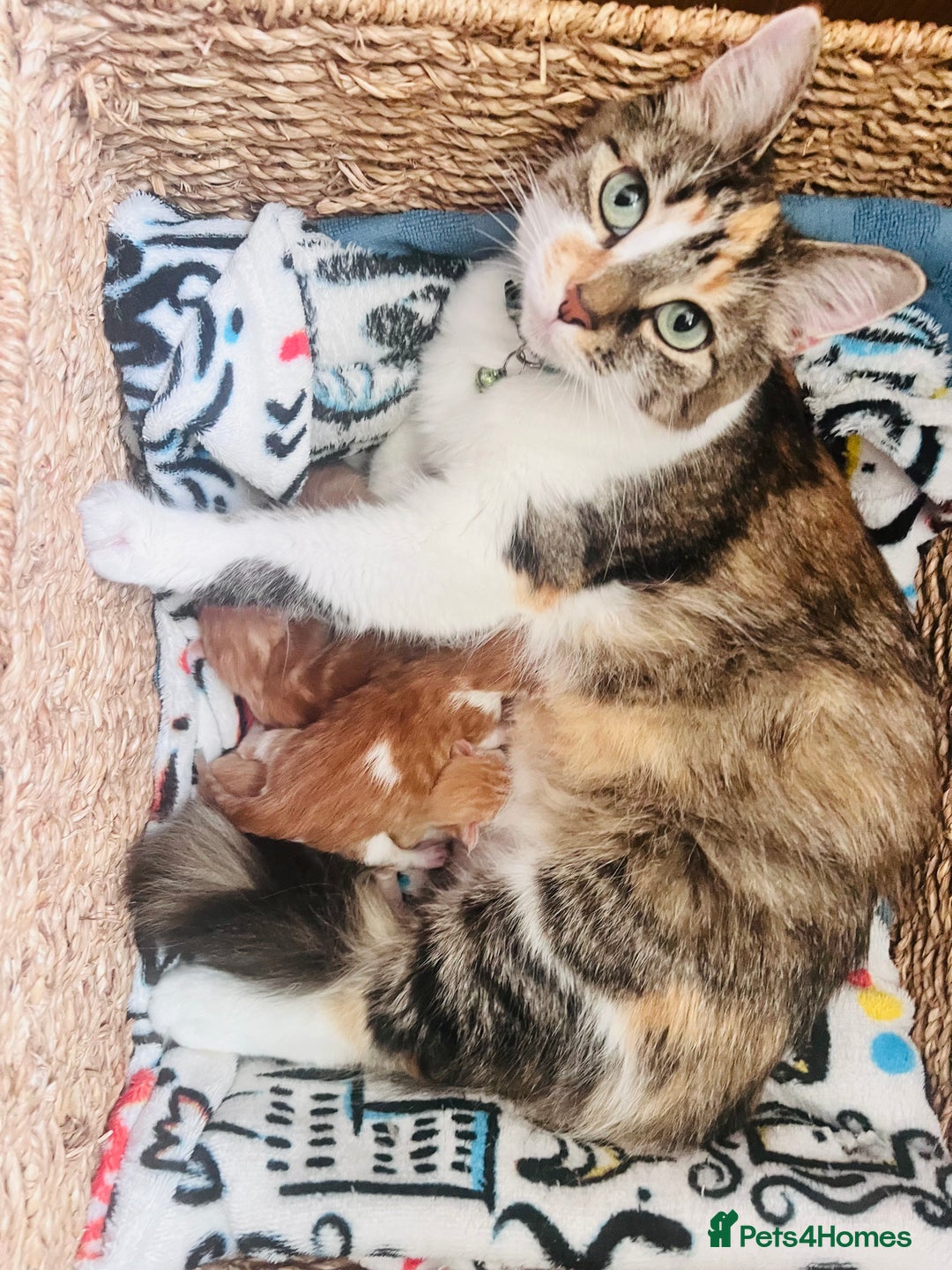 Maine Coon cats for sale: Beautiful Maine Coon x fur babies  - Image 17