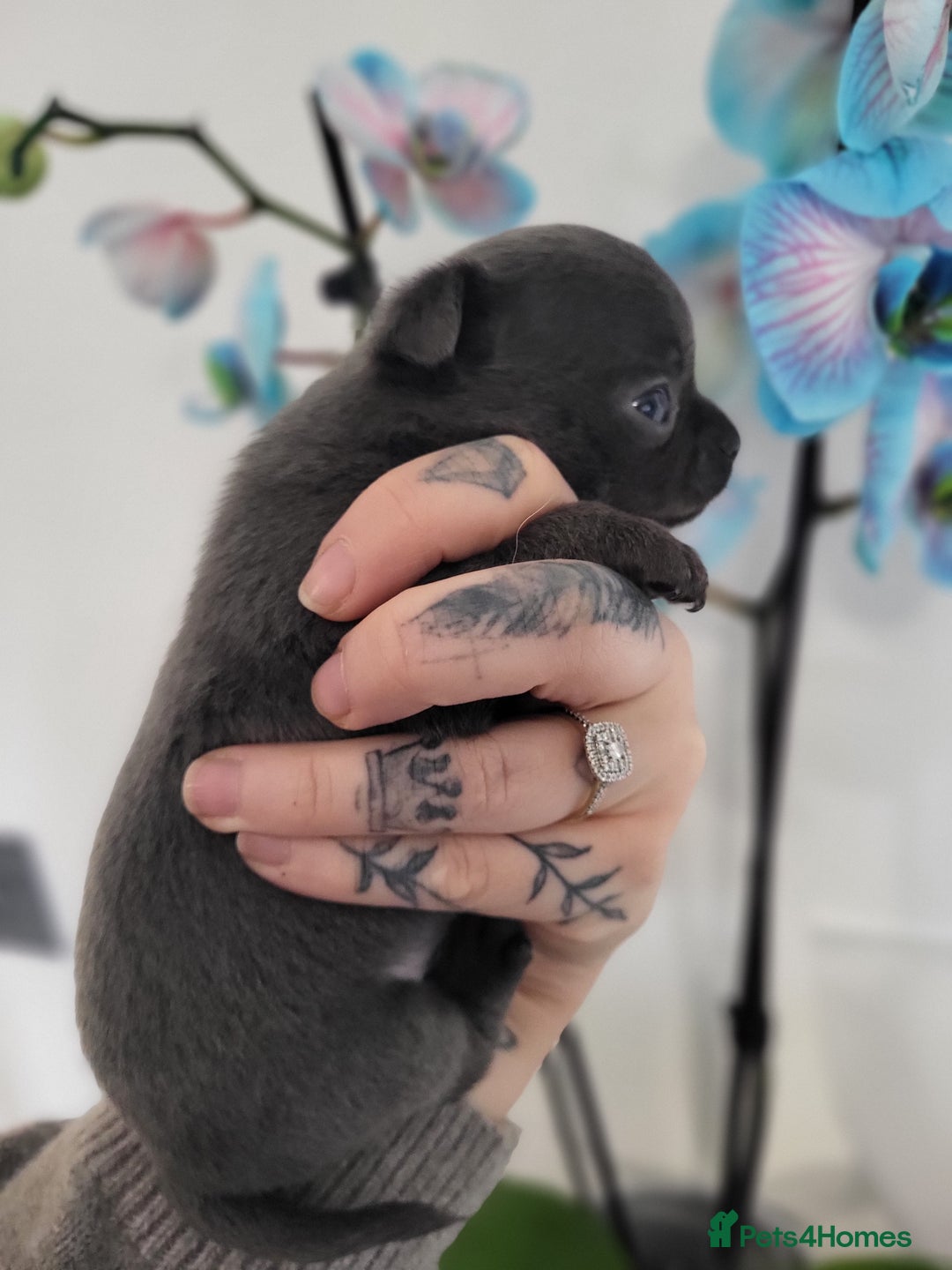 Chihuahua dogs for sale: 3 Male DWKC ** Chihuahuas  - Image 12