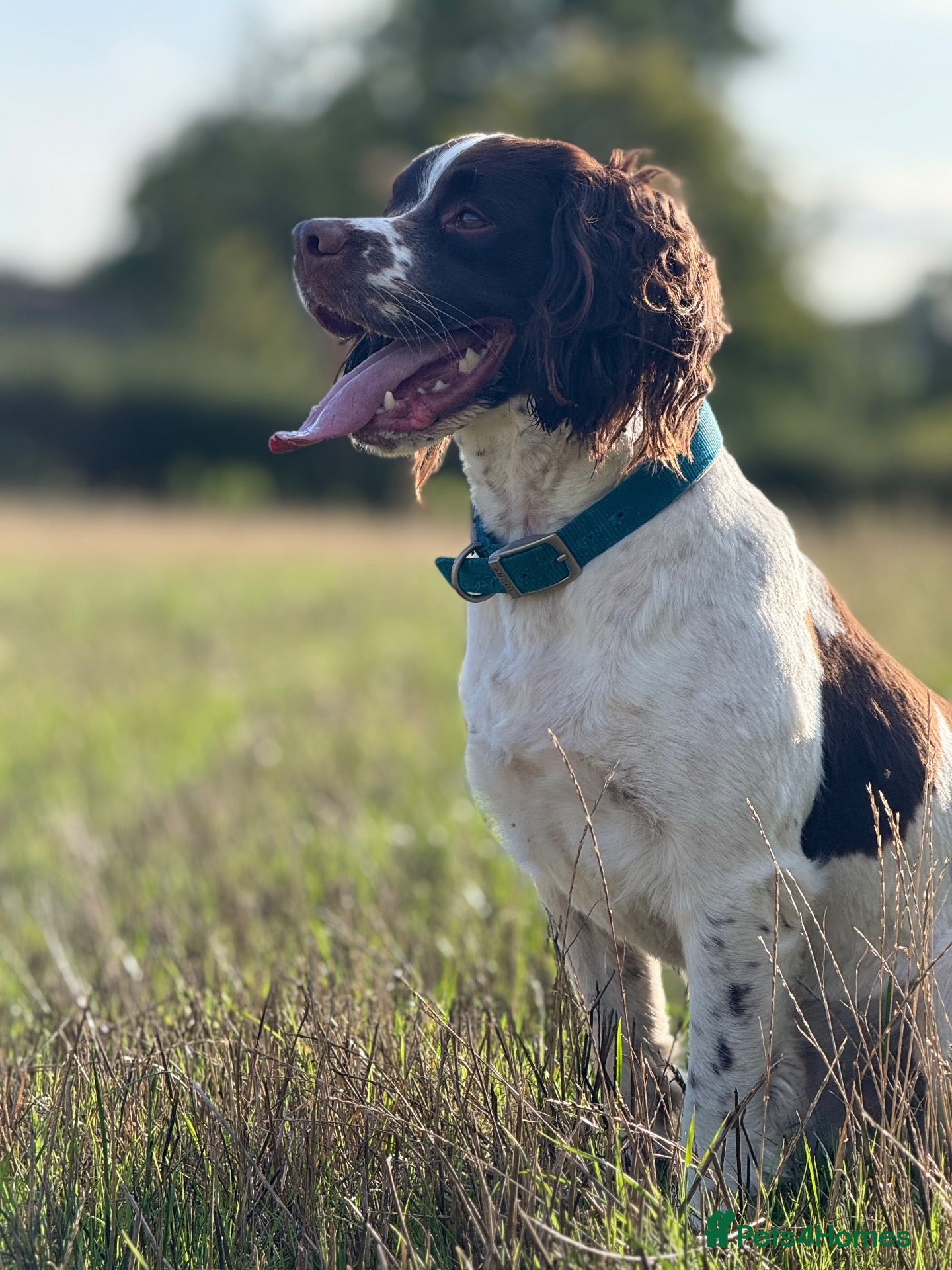English Springer Spaniel dogs English springer spaniel  - Advert 6