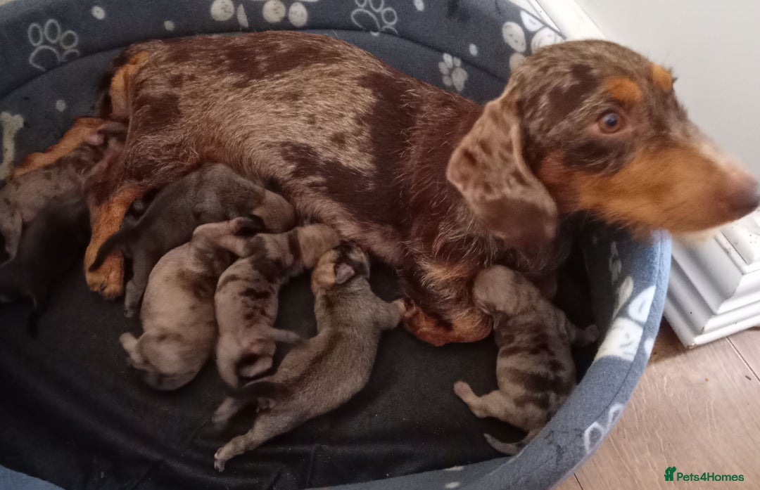 Mixed Breed dogs for sale: Dashound/Pug mix - Image 1