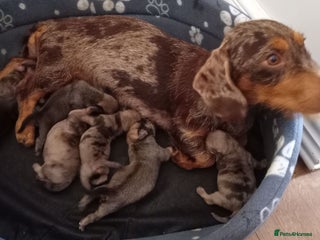 Mixed Breed dogs - Advert 2