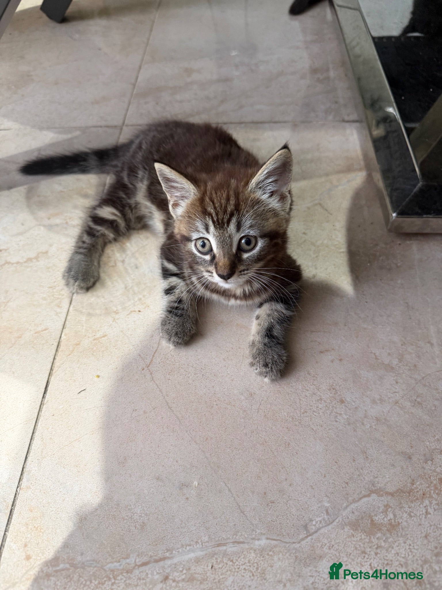 Mixed Breed cats Main coon x Russian blue mix - Advert 4