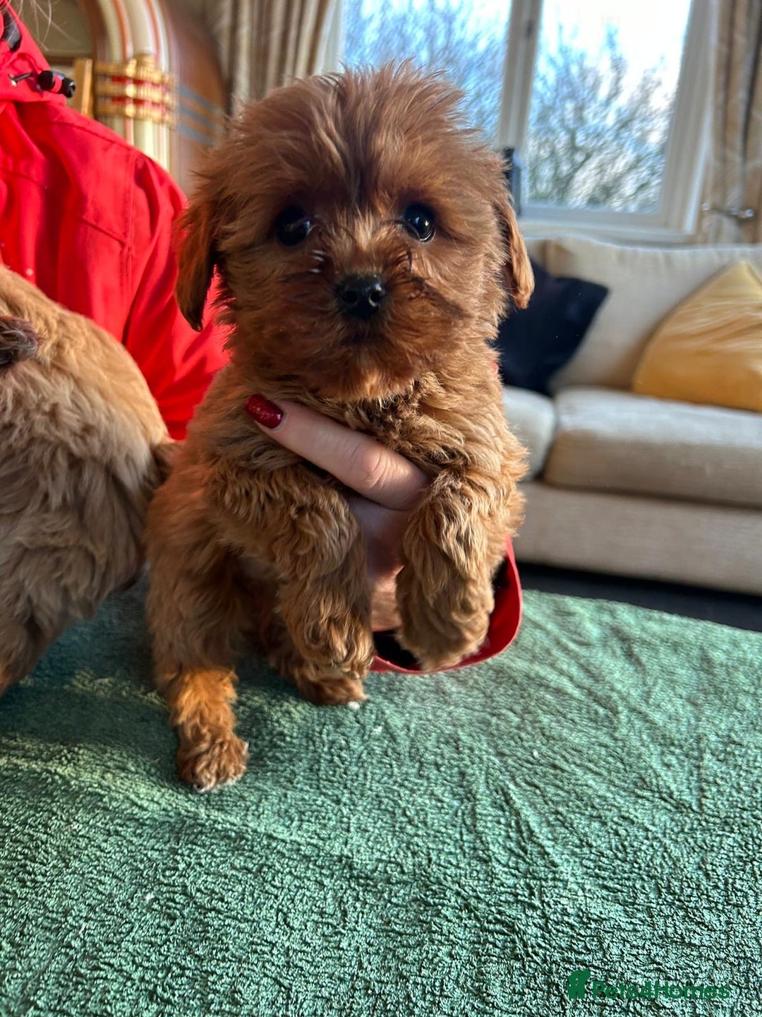 Labradoodle dogs for sale: Gorgeous Health Checked Labradoodle Puppies - Advert 3