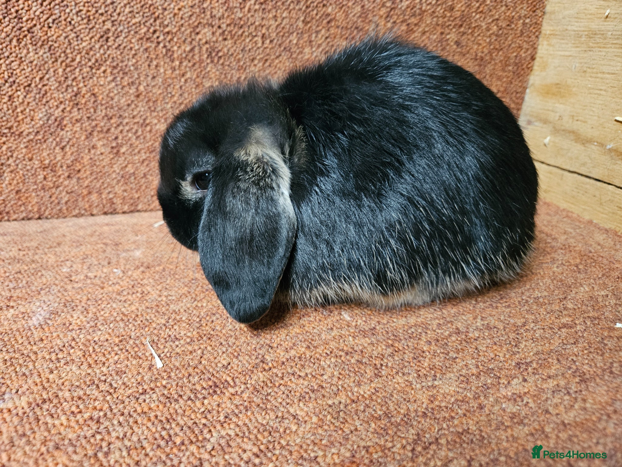 Mini Lop rabbits Pure Mini lop buck . Vaccinated  - Advert 10