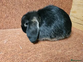 Mini Lop rabbits Pure Mini lop buck . Vaccinated - Advert 5