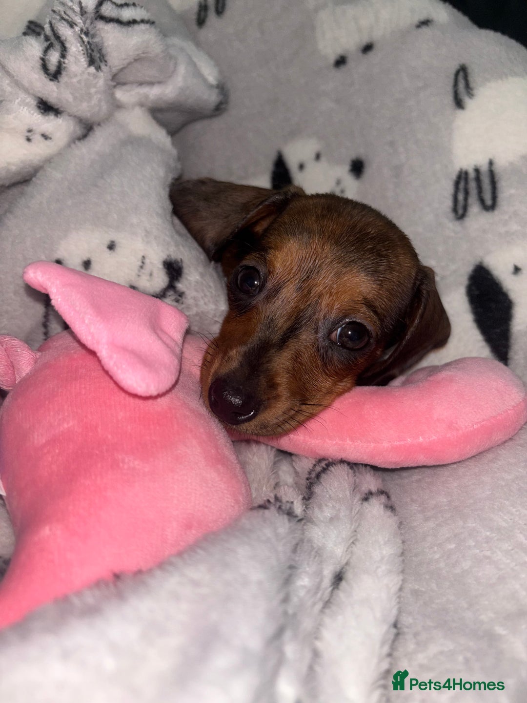 Miniature Dachshund dogs for sale: Beautiful baby puppy  - Image 4