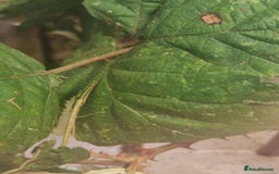 Stick Insects invertebrates for sale: Indian stick insect nymph's available 50p each - Advert 3