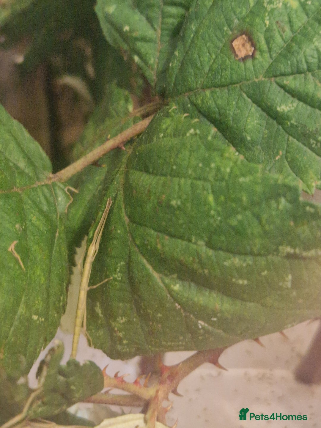 Stick Insects invertebrates for sale: Indian stick insect nymph's available 50p each - Advert 3