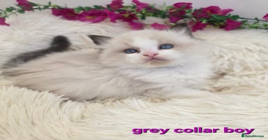 Ragdoll cats 💕GCCF registered ragdoll kittens💕 - Advert 13