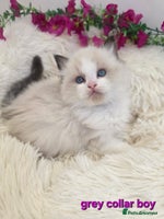 Ragdoll cats 💕GCCF registered ragdoll kittens💕 - Advert 13