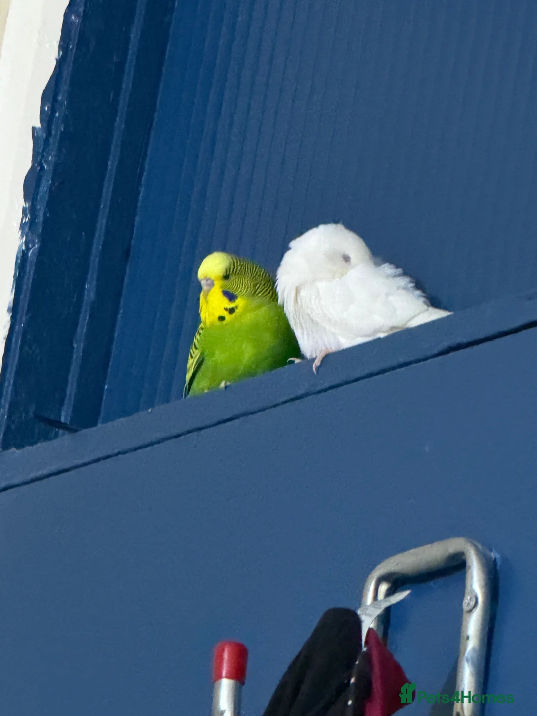 Budgerigars birds for sale: Young Pair of Budgies Looking for Loving Home - Advert 1