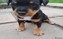 Mixed Breed dogs for sale: Border lakeland jack Russel puppies  - Image 2