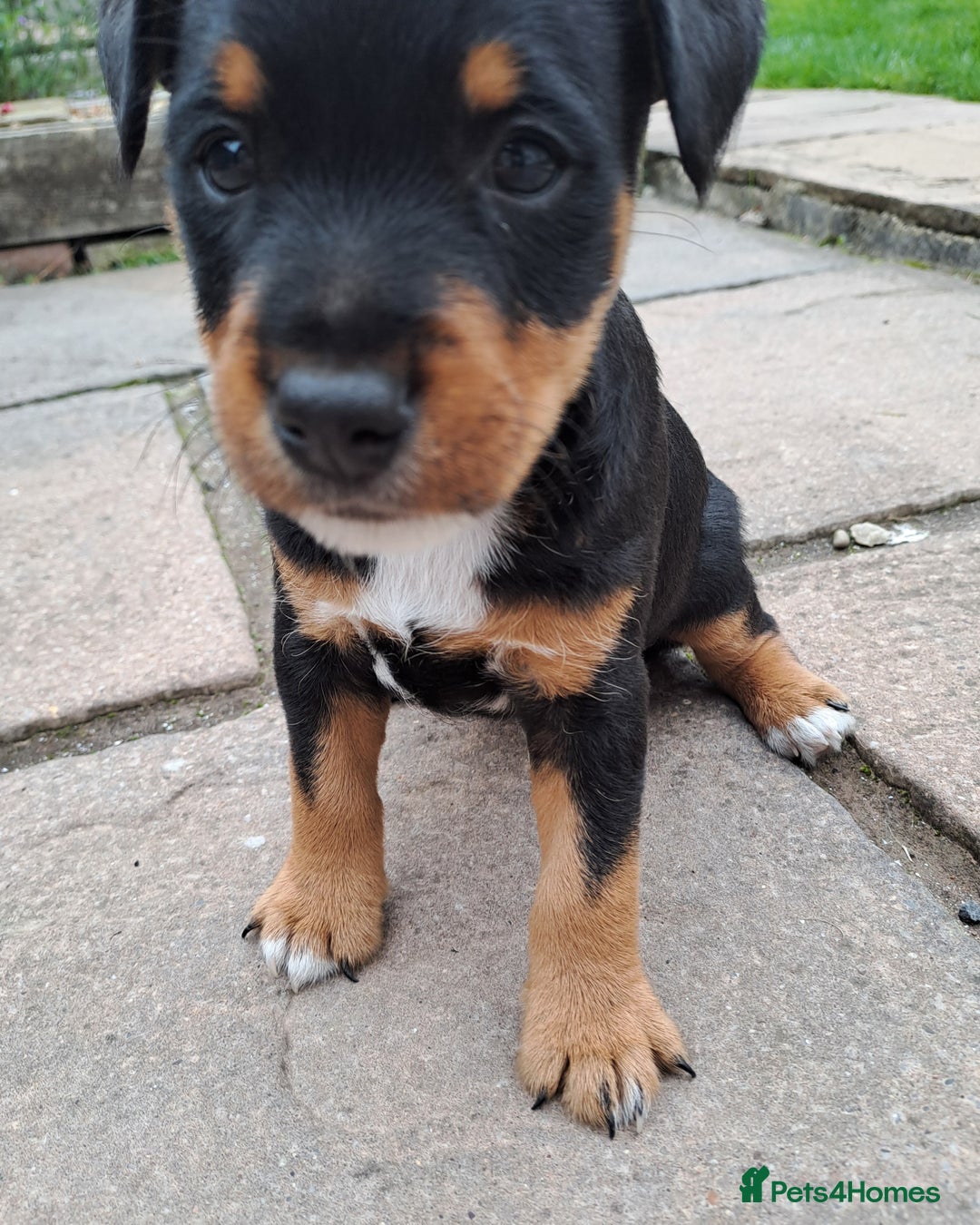Mixed Breed dogs for sale: Border lakeland jack Russel puppies  - Image 2
