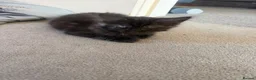Maine Coon cats for sale: Mixed mainecoons  - Advert 2