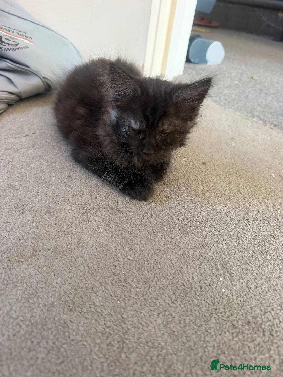 Maine Coon cats for sale: Mixed mainecoons  - Advert 2