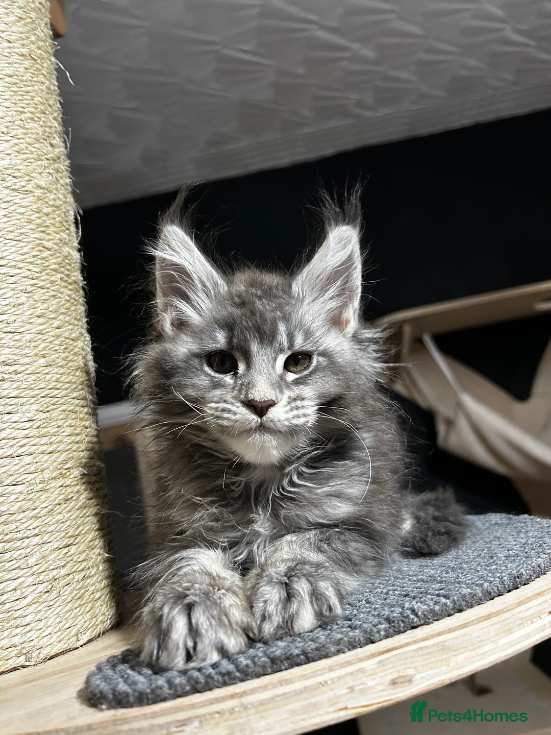 Maine Coon cats for sale: Maine Coon kitten  - Advert 1