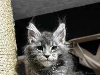 Maine Coon cats Maine Coon kitten - Advert 2