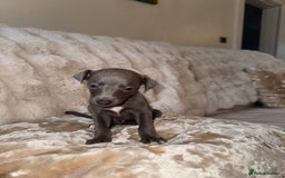 Whippet dogs for sale: KC Registered Blue Whippets - Image 22
