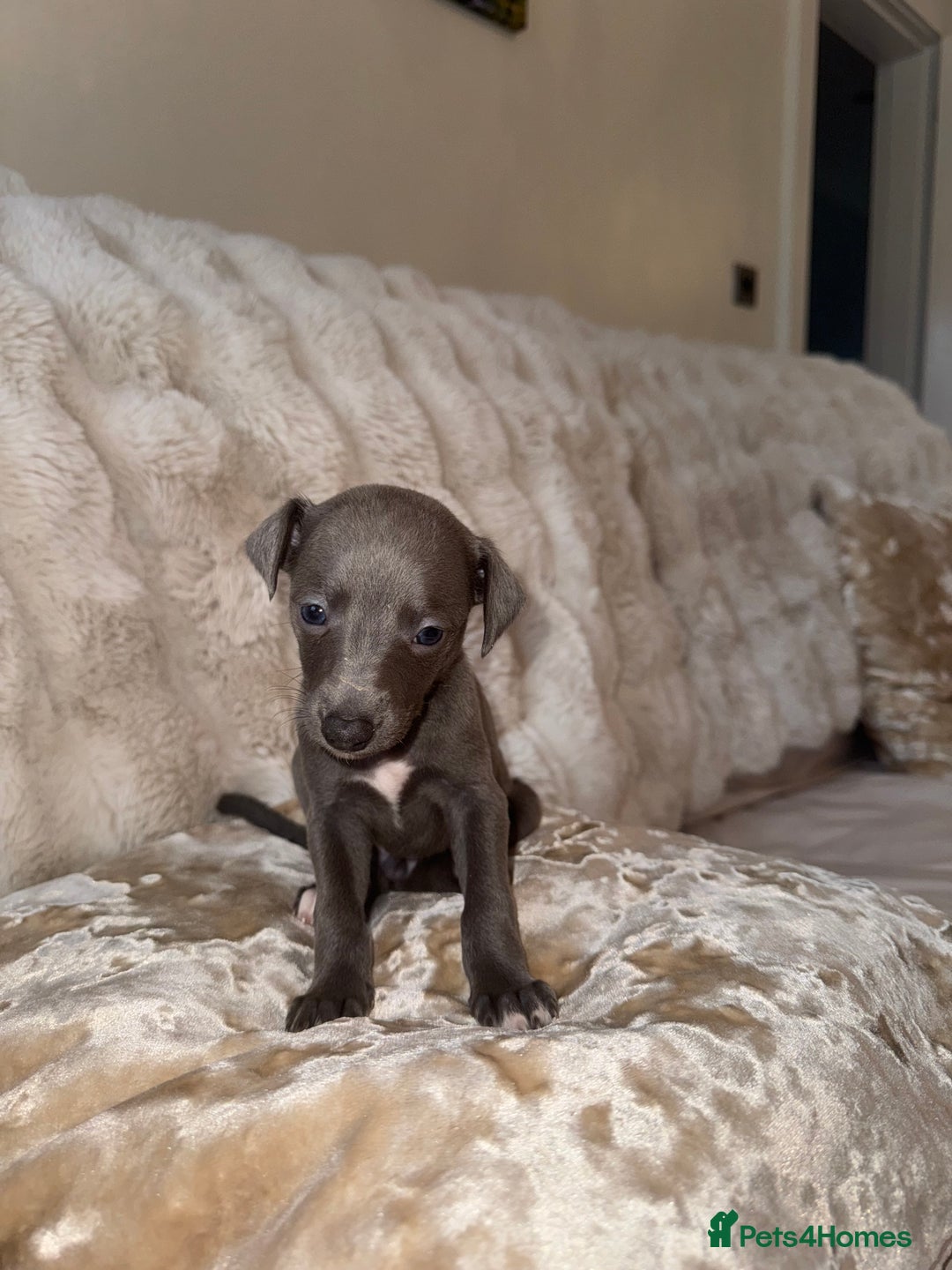 Whippet dogs for sale: KC Registered Blue Whippets - Image 22