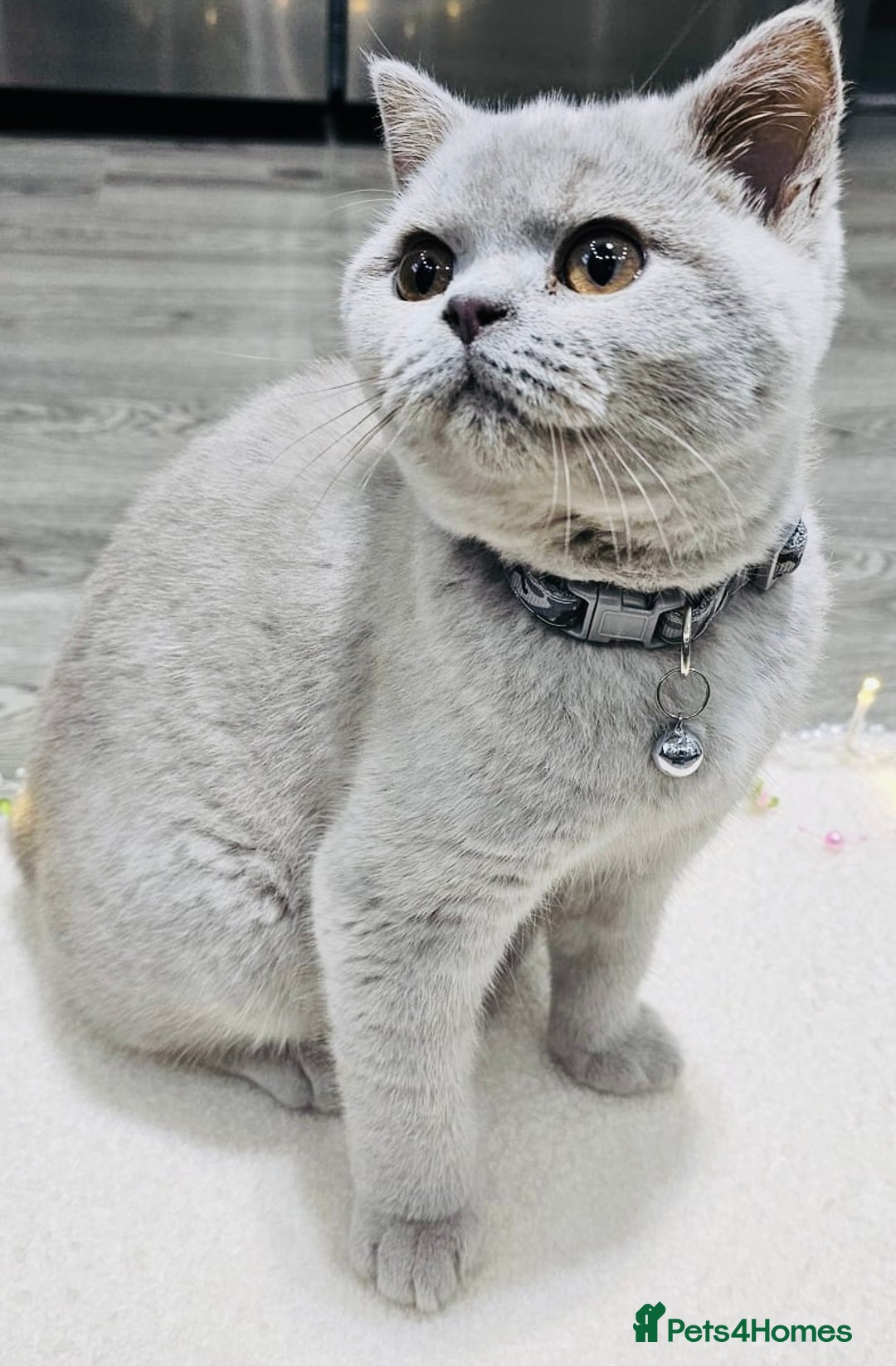 British Shorthair cats for sale: Beautiful Rare Fawn Lilac British Shorthair Girl! - Advert 15