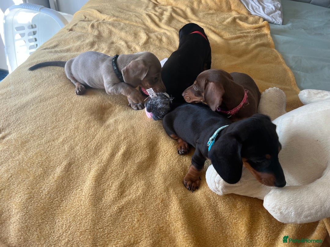 Dachshund dogs for sale: Dachshund puppies  - Image 3