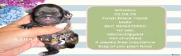 Pekingese dogs for sale: 💐WAITING LIST NOW OPEN💐 - Advert 2