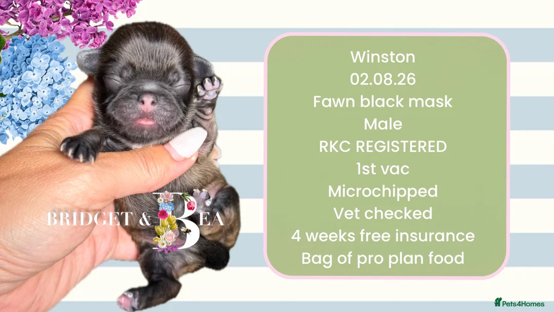 Pekingese dogs for sale: 💐WAITING LIST NOW OPEN💐 - Advert 2