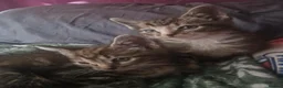 Mixed Breed cats for sale: Kittens - Advert 1