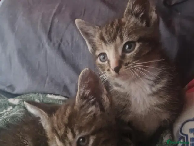 Mixed Breed cats for sale: Kittens - Advert 2
