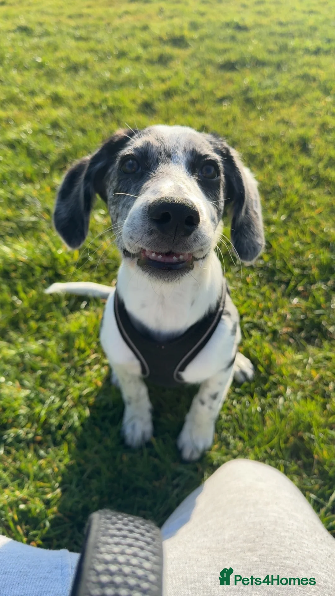 Sprollie dogs for sale: 6 month old sprollie  in Oxford - Advert 5