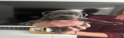 Staffordshire Bull Terrier dogs for sale: Blue Staffordshire bull terriers  - Advert 6