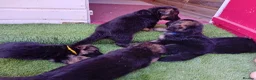 German Shepherd dogs for sale: German Shepherd Puppies  - Advert 21