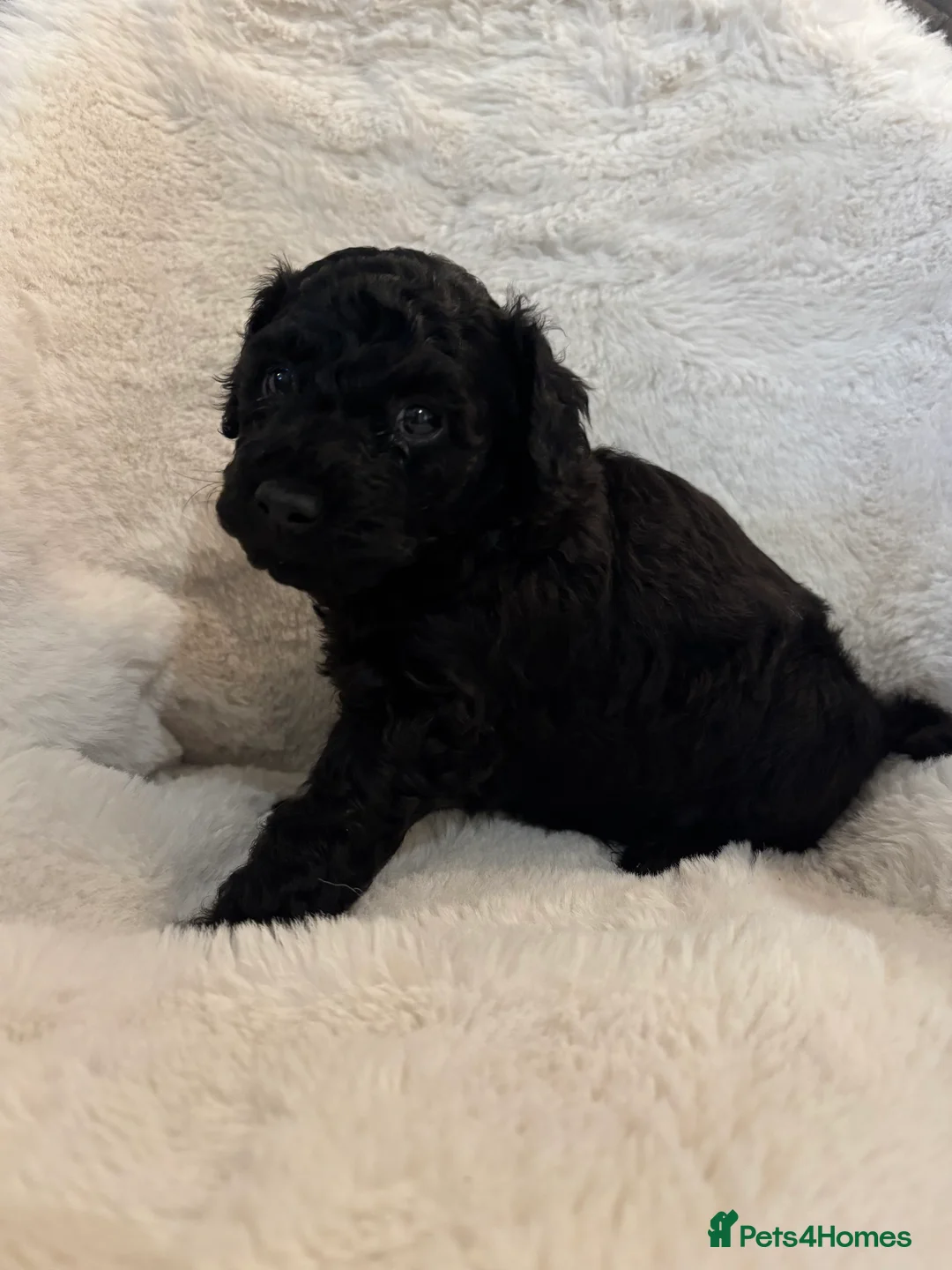 Cavapoo dogs for sale: F2 Cavapoo pups - Advert 14