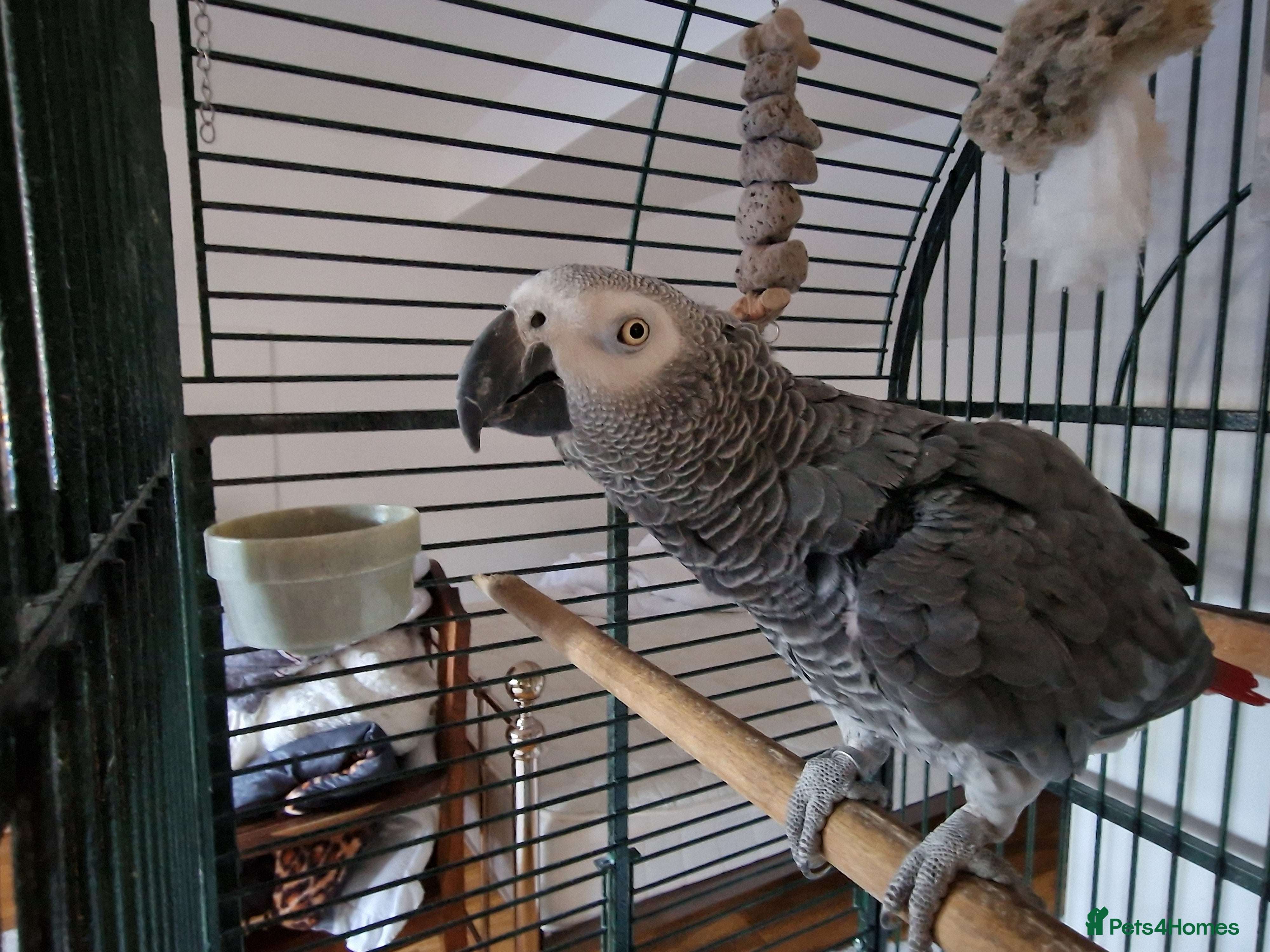 Parrots birds for sale: Beloved Oscar for new home - Advert 1