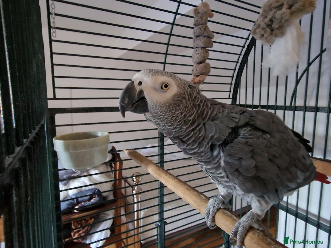 Parrots birds for sale: Beloved Oscar for new home - Advert 1