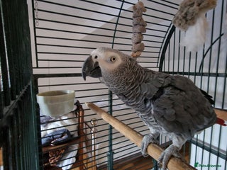 Parrots birds Beloved Oscar for new home - Advert 1