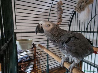 Parrots birds Beloved Oscar for new home - Advert 14