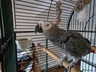 Parrots birds Beloved Oscar for new home - Advert 9