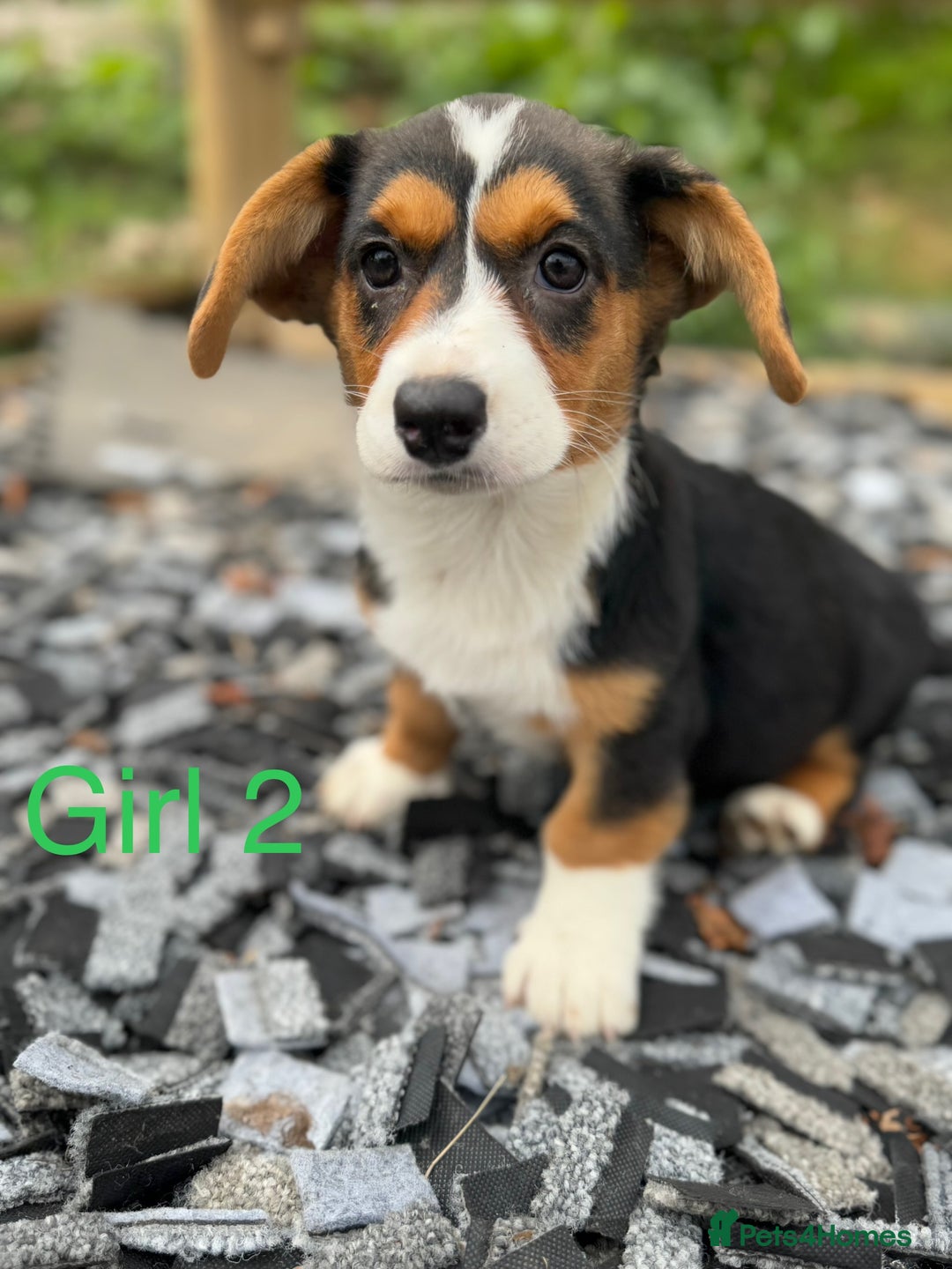 Welsh Corgi Cardigan dogs for sale: Welsh Cardigan Corgi Puppies  - Image 5