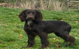 Cockapoo dogs for sale: Cockerpoo F1 - Image 4