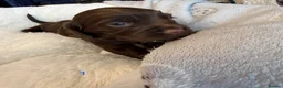 Cocker Spaniel dogs for sale: (ALL BOYS) Beautiful Cocker Spaniel Puppies - Advert 8
