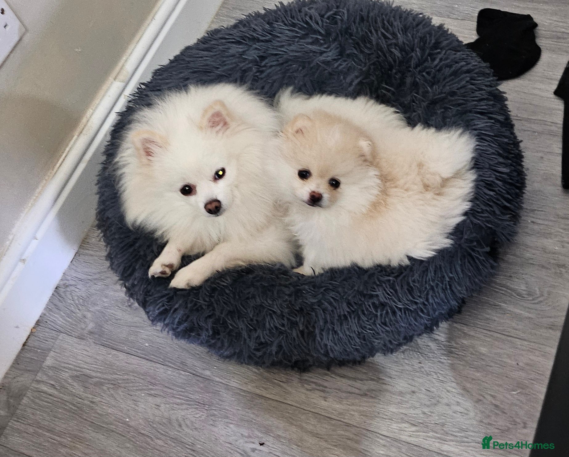 Pomeranian dogs 1 cream pomeranian RTL 27/02/26 - Advert 11