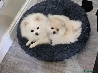 Pomeranian dogs 1 cream pomeranian RTL 27/02/26 - Advert 11