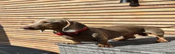 Miniature Dachshund dogs for sale: 3 Miniature Dachshund Puppies    in York - Advert 6