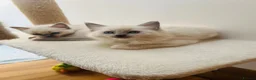 Ragdoll cats for sale: Beautiful ragdoll kittens blue and mitted - Advert 7